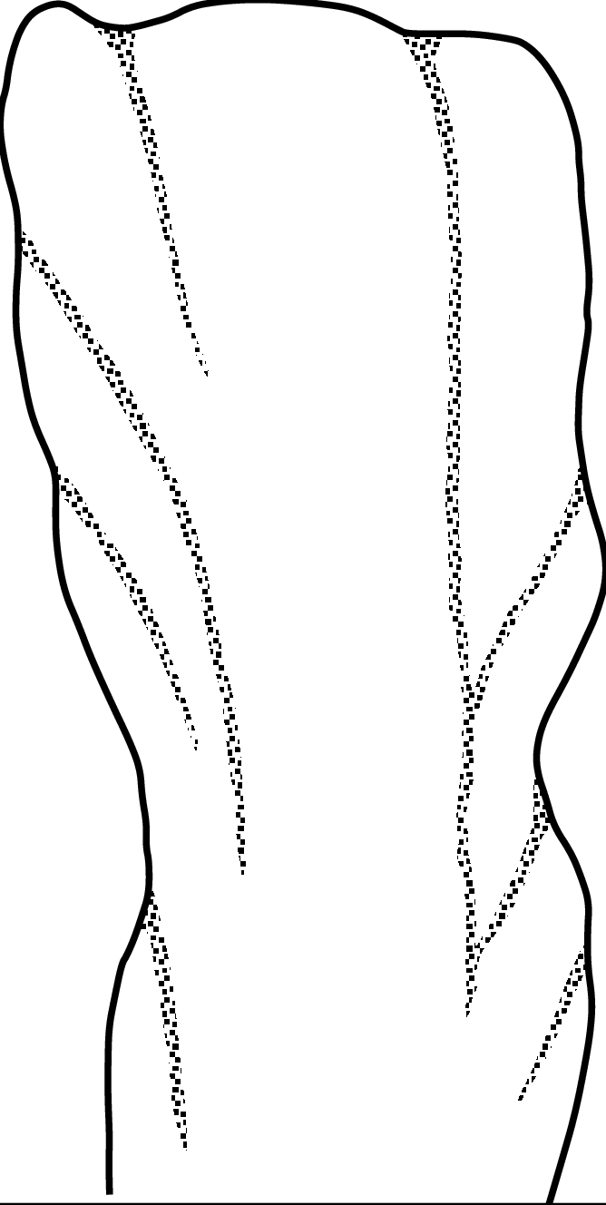 668x1328 Collection Of Free Spine Drawing Figure Download On Ui Ex