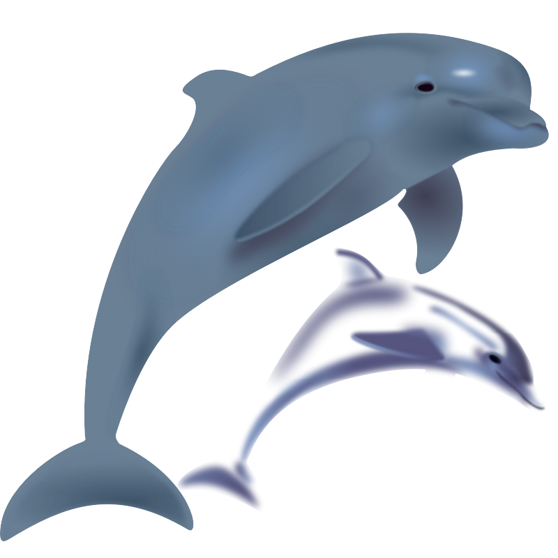 800x800 Collection Of Free Dolphin Drawing Realistic Download On Ui Ex