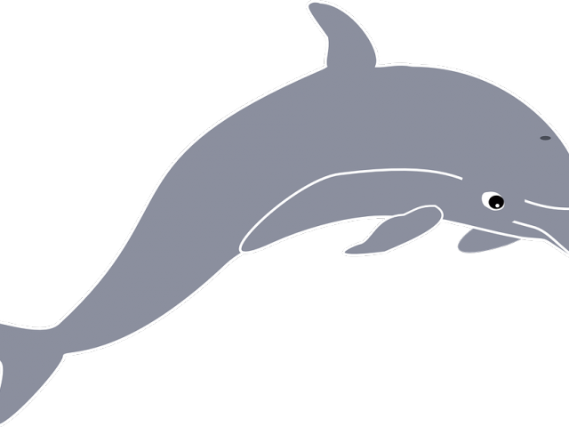 640x480 Dolphin Cool Transparent Png Clipart Free Download