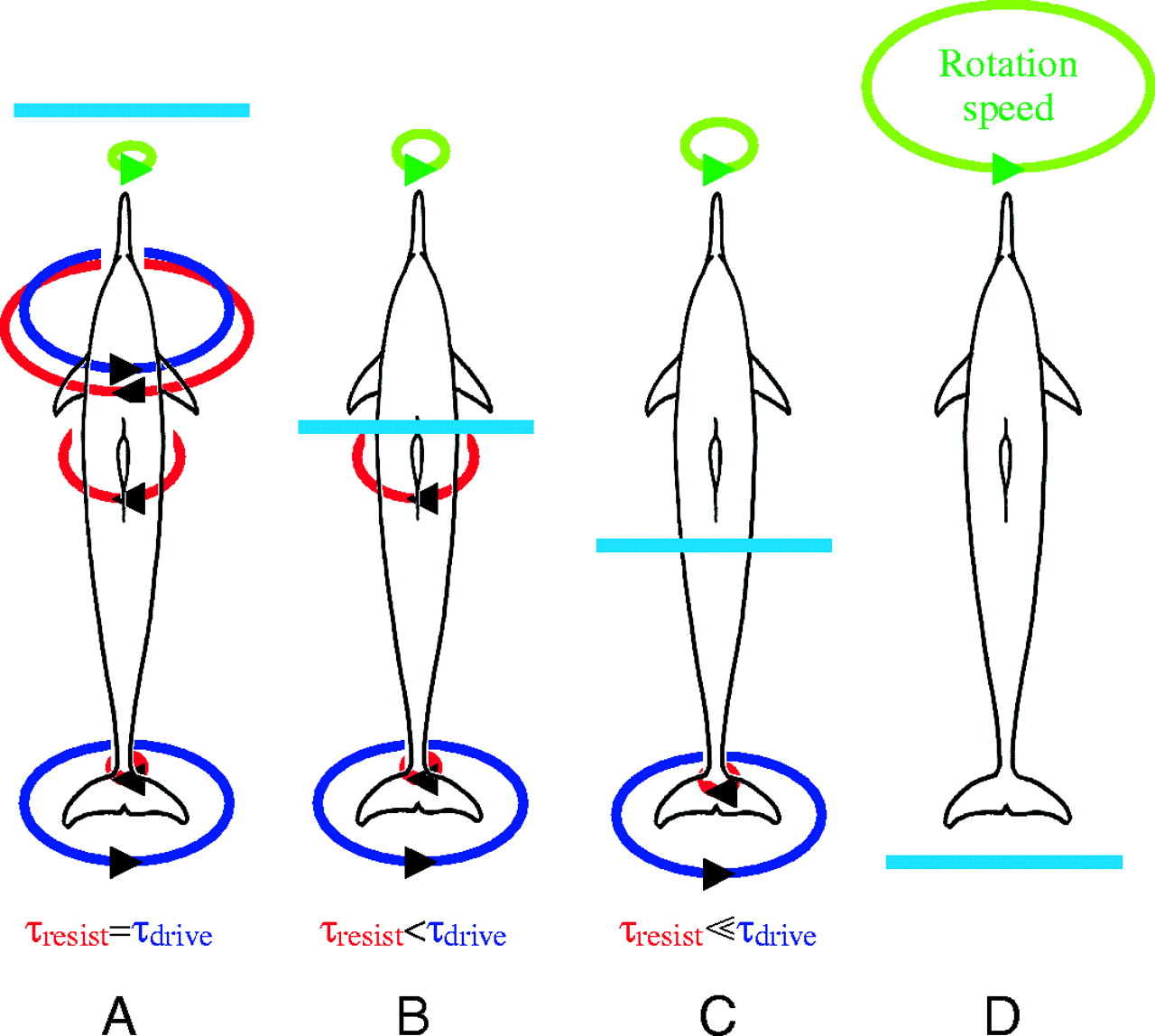 1280x1148 Dynamics Of The Aerial Maneuvers Of Spinner Dolphins Journal