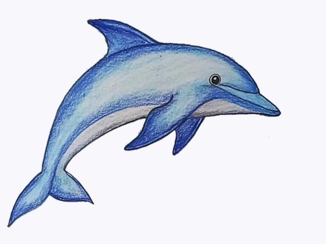 Spinner Dolphin Drawing | Free download on ClipArtMag