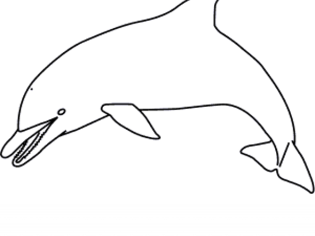 640x480 Free Spinner Dolphin Clipart, Download Free Clip Art