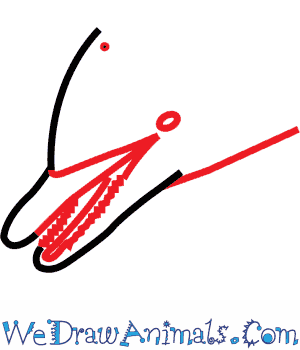 300x350 How To Draw A Spinner Dolphin