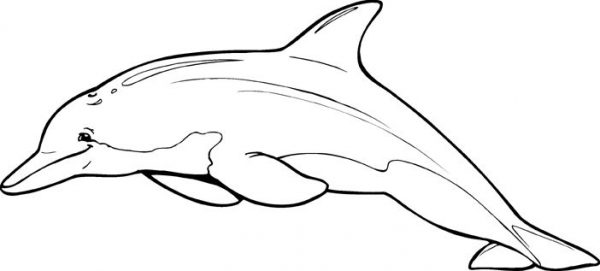 600x271 Spinner Dolphin Clipart