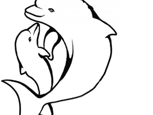 640x480 Spinner Dolphin Clipart Line