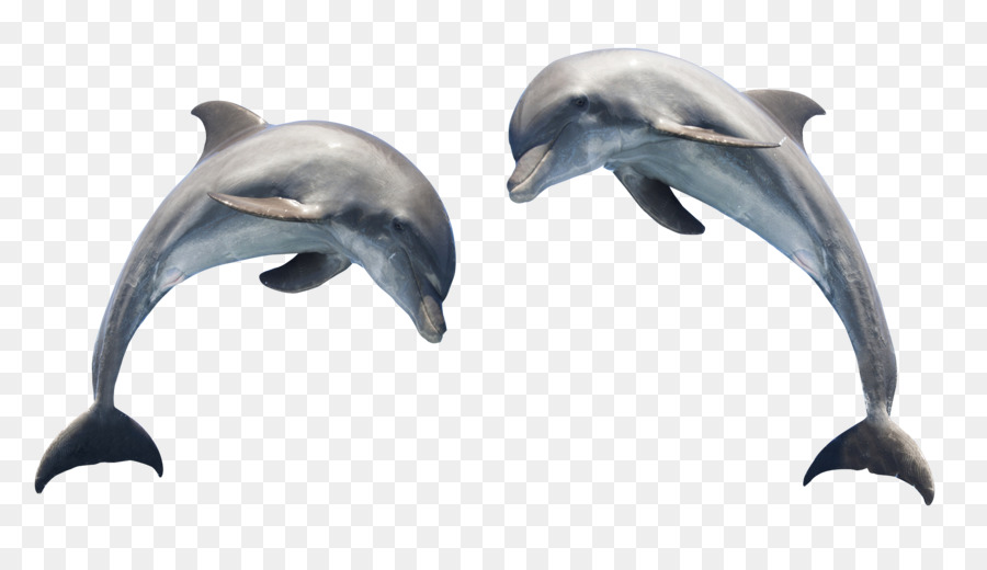 900x520 Spinner Dolphin Clipart