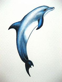 236x314 Top Dolphin Painting Images Marine Life, Dolphins, Ocean