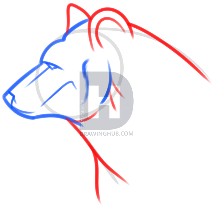 723x720 How To Draw A Bear Spirit, Step