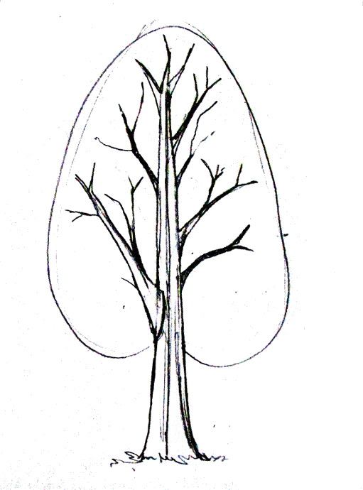 511x690 How To Draw A Tree