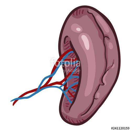 500x500 vector cartoon human spleen anatomical organ illustration stock