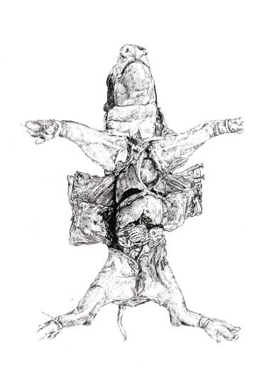 375x518 Split Pig Drawing