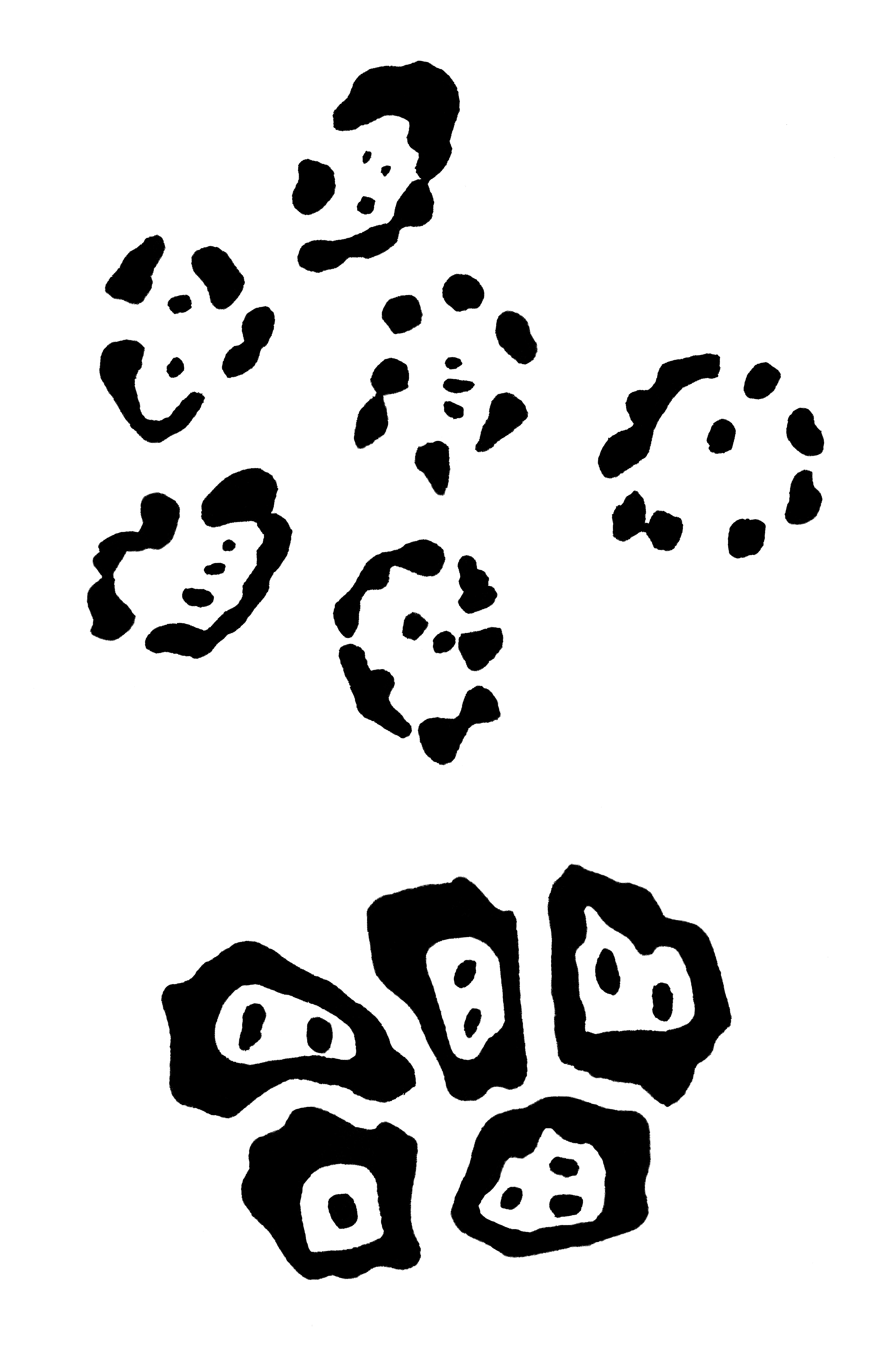 5058x7607 Jaguar Drawing Spot For Free Download