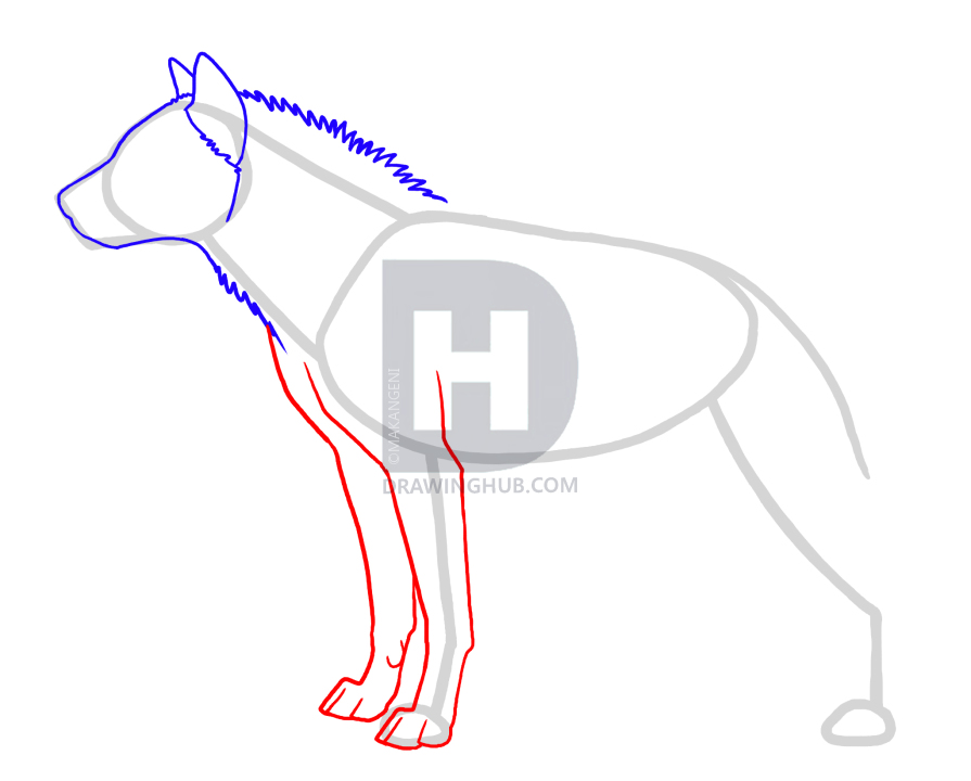 895x720 How To Draw Hyenas, Step