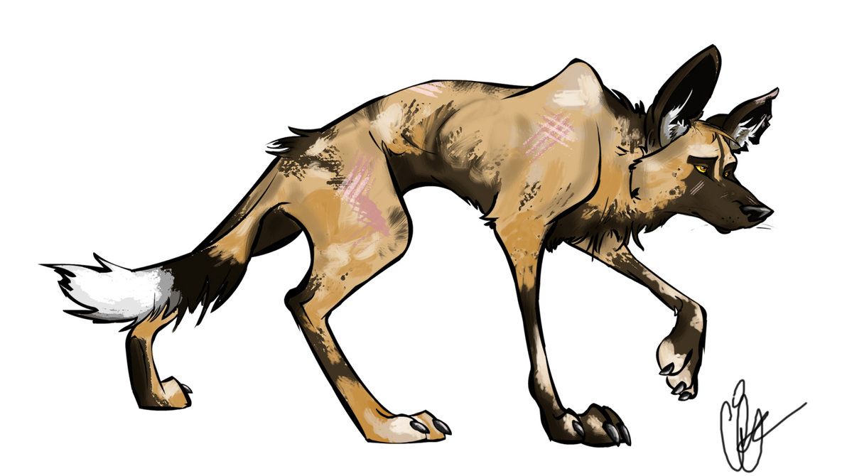 1192x670 African Wild Dog