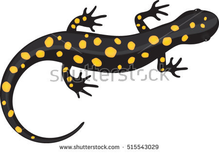 450x314 Collection Of Free Amphibiums Clipart Spotted Salamander Download