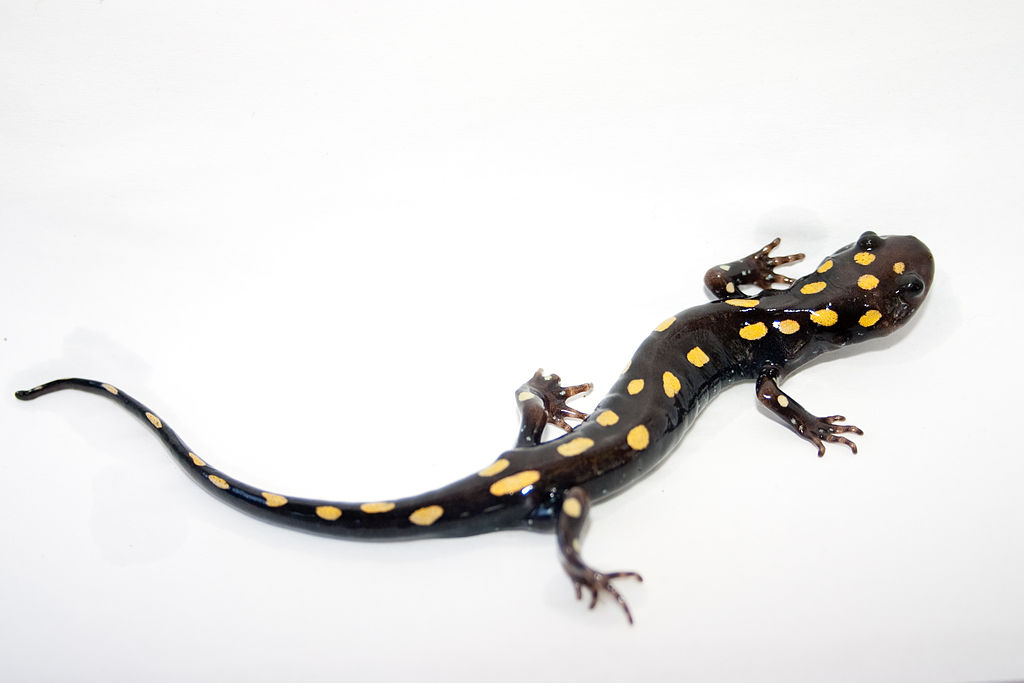 1024x683 Filespotted Salamander