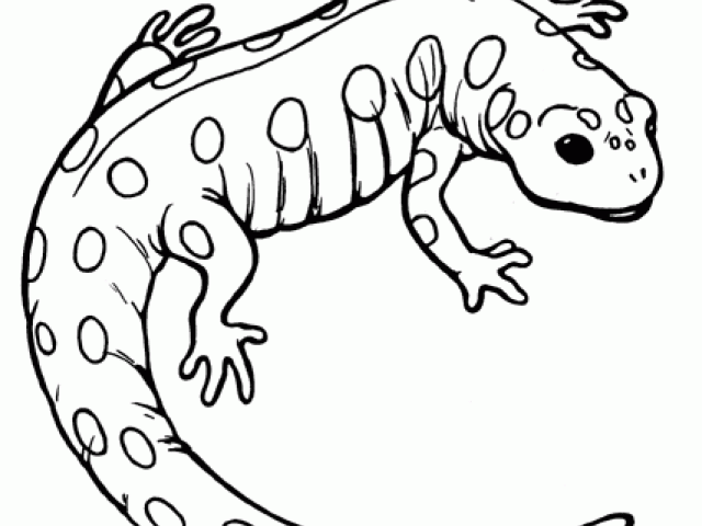 640x480 Free Salamander Clipart, Download Free Clip Art