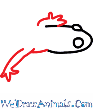 300x350 How To Draw A Blue Spotted Salamander