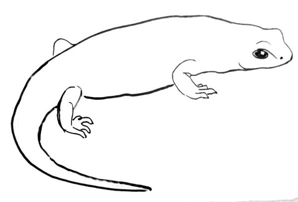 600x407 How To Draw A Salamander