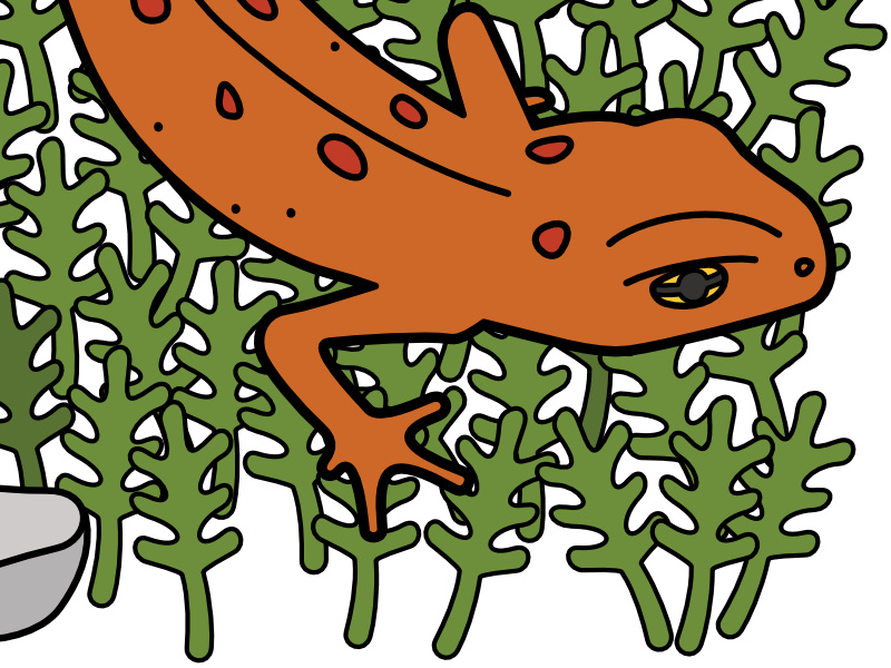 800x600 Red Spotted Newt