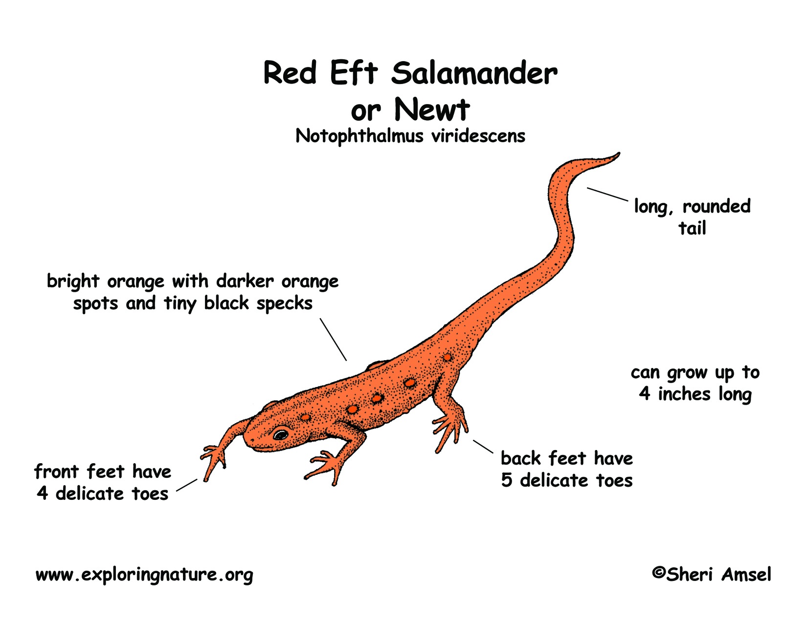 1650x1275 Salamander