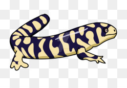 260x180 Salamander Png