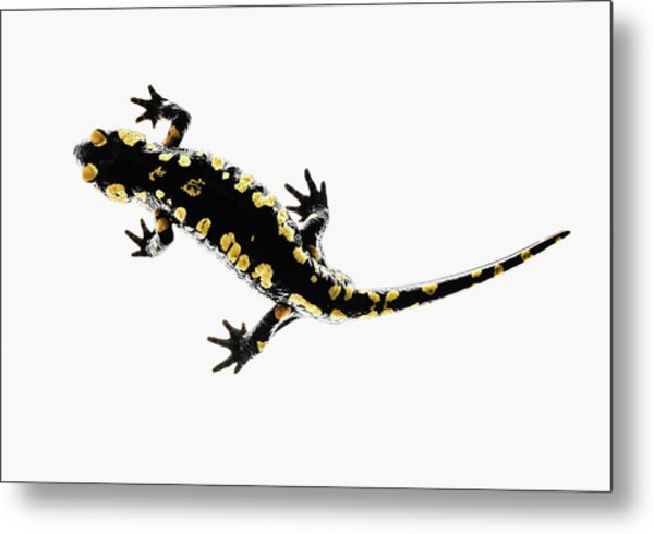 600x490 spotted salamander metal prints and spotted salamander metal art