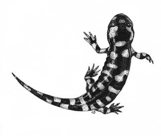 324x275 Spotted Salamander Original Drawing Black And White Bold Blacks