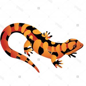 300x300 Vector Drawing Of A Lizard Or Salamander Gm Lazttweet