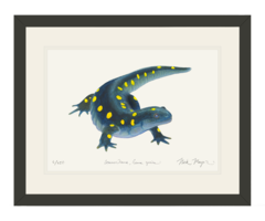 240x200 Yellow Spotted Salamander Nick Mayer Art