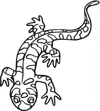 323x360 Salamander Coloring Sheet Naturalist And Arts And Crafts Ideas