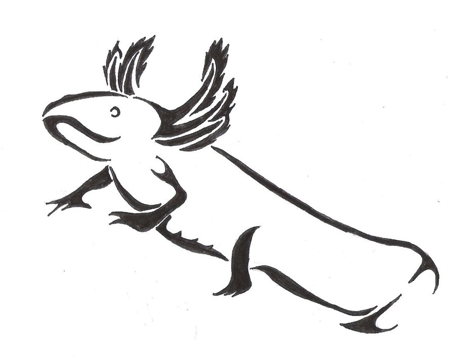 900x706 Salamander Drawing Eastern Newt For Free Download