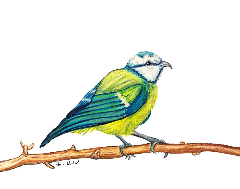 794x624 Spring Bird Drawing Download Spring Art Love Wall Decor Etsy