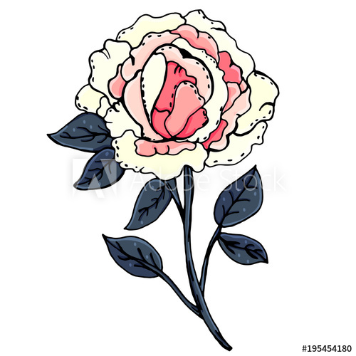 500x500 Peonies Beautiful Flowers Manual Drawing Spring A Set