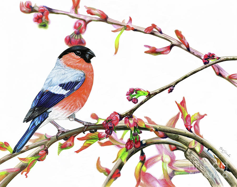 900x709 Signs Of Spring Drawing