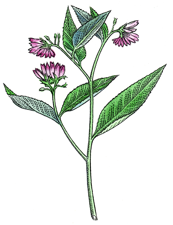 712x924 Illustrations For The Spring Season