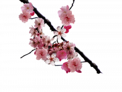 250x187 Drawing Spring Cherry Blossom Tree, Picture