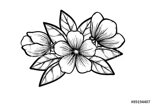 500x347 Branch Of A Blossoming Tree In Graphic Black White Style, Drawing