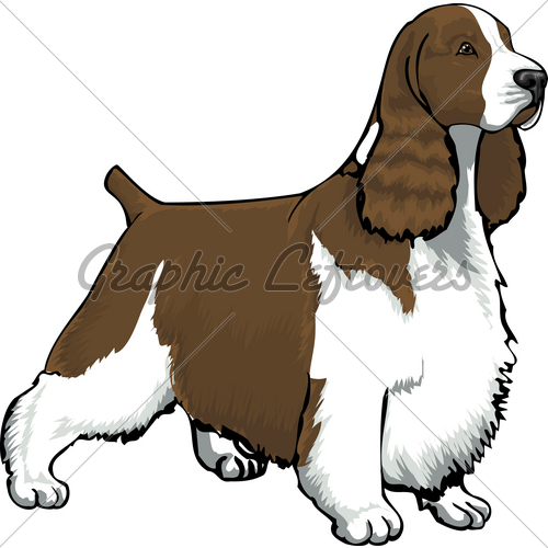 500x500 Springer Spaniel Liver Gl Stock Images