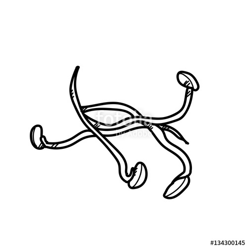 500x500 Freehand Drawing Illustration Bean Sprout Stock Photo