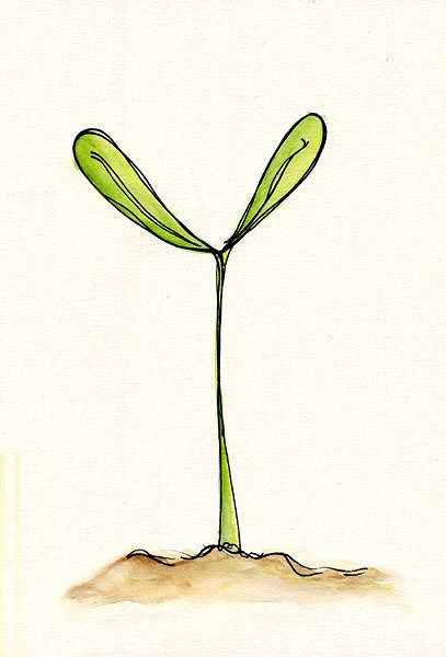 Sprout Drawing | Free download on ClipArtMag