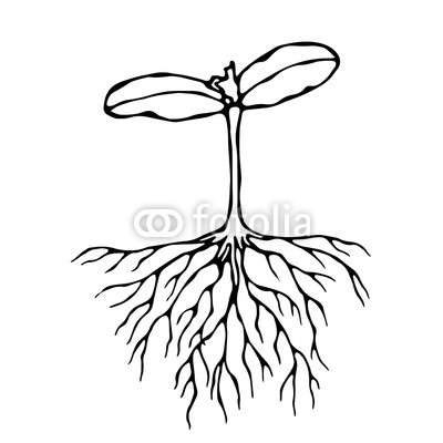 400x400 Vector Illustration Of Sprout With Three Leves And Roots Seedling