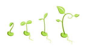 288x160 Bean Sprout Drawing