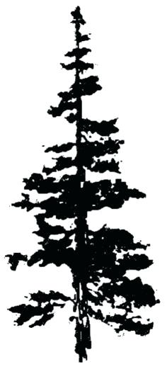 236x521 evergreen tree drawing hand drawn evergreen tree without