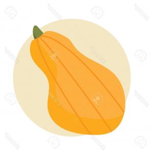 300x300 pumpkin butternut squash vector drawing set soidergi