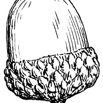 336x336 Acorn Drawing Images Watercolor Pencil Squash Leaf So Cute Best