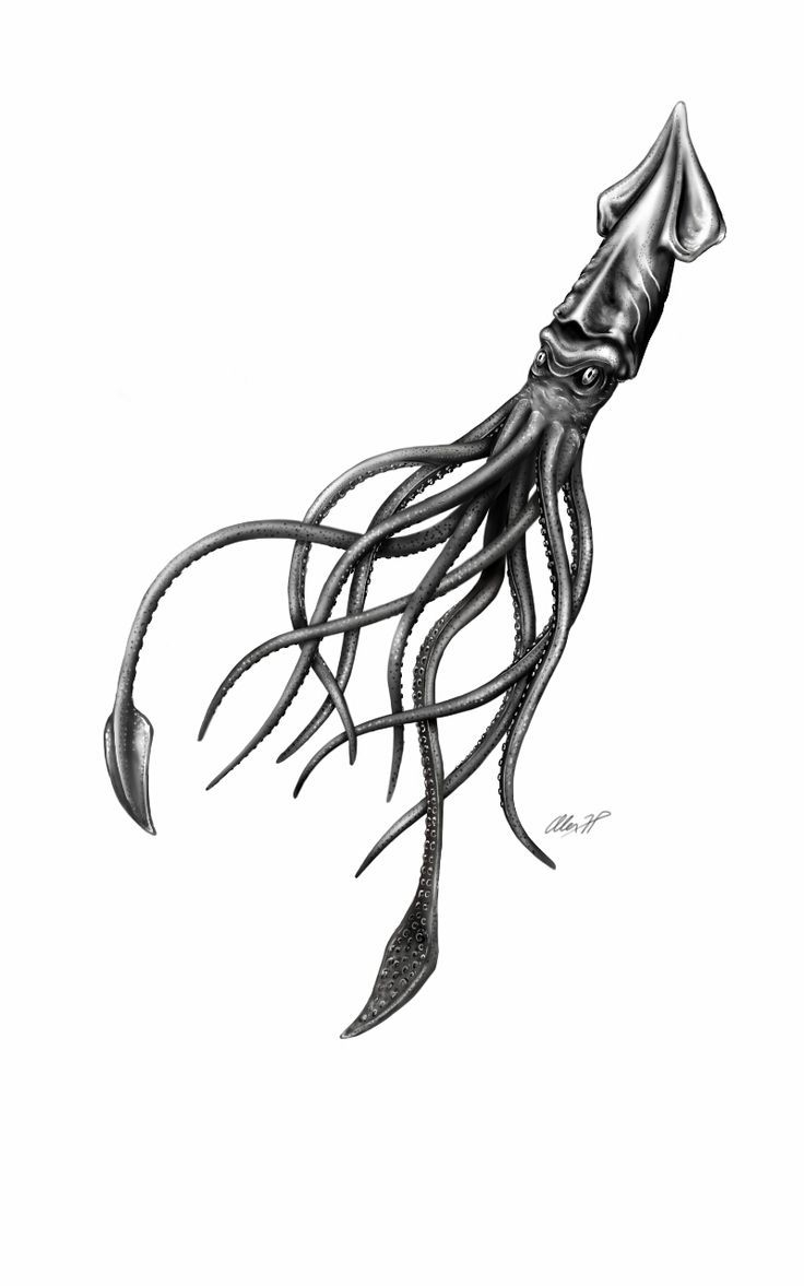 736x1177 Giant Squid Drawing Sketch And Pinsteve Duarte On Tattoo Ideas