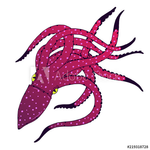 500x500 Vivivd Squid Hand Drawn Sketch Illustration Ink Outline Drawing