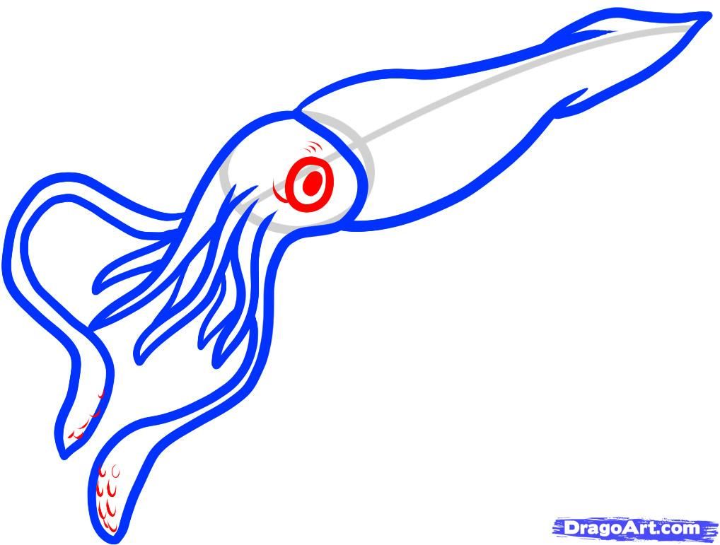 1018x771 how to draw a giant squid, giant squid step things to draw