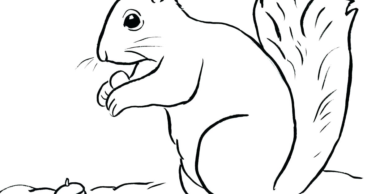 1200x630 Squirrel Drawing Easy
